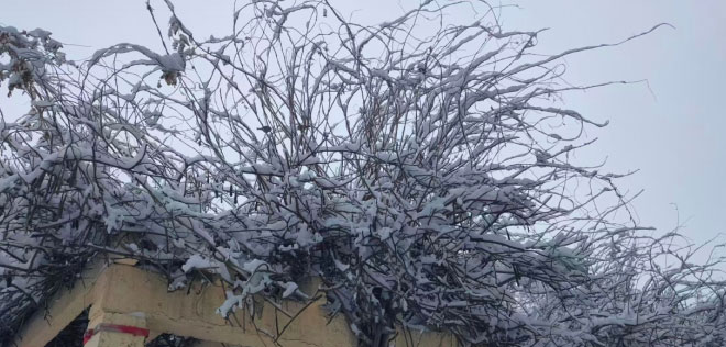 雪景满枝