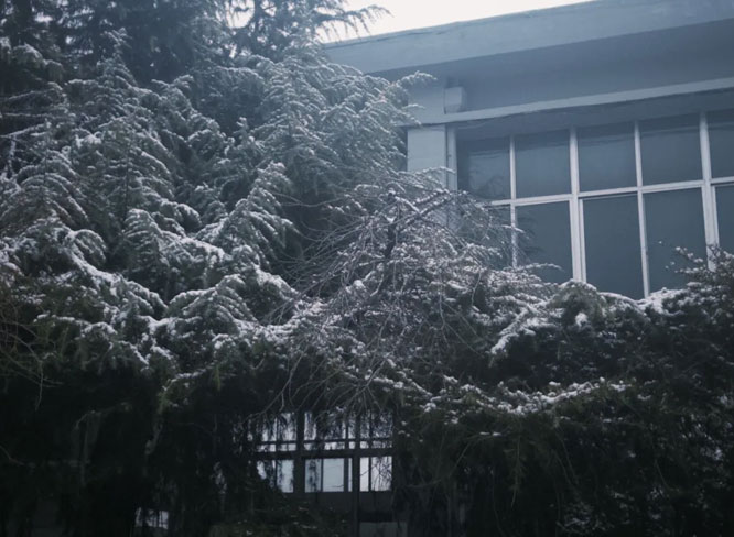 雪后松树