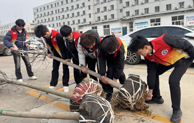 搬运新树